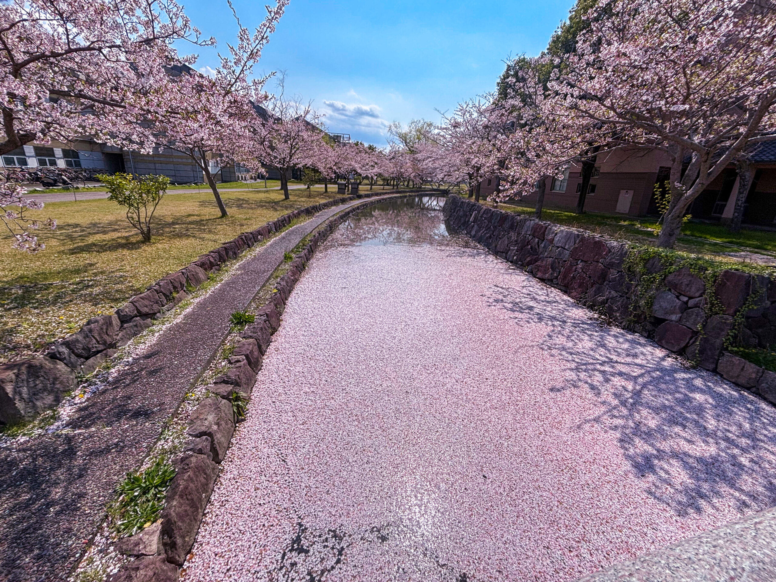 桜の川