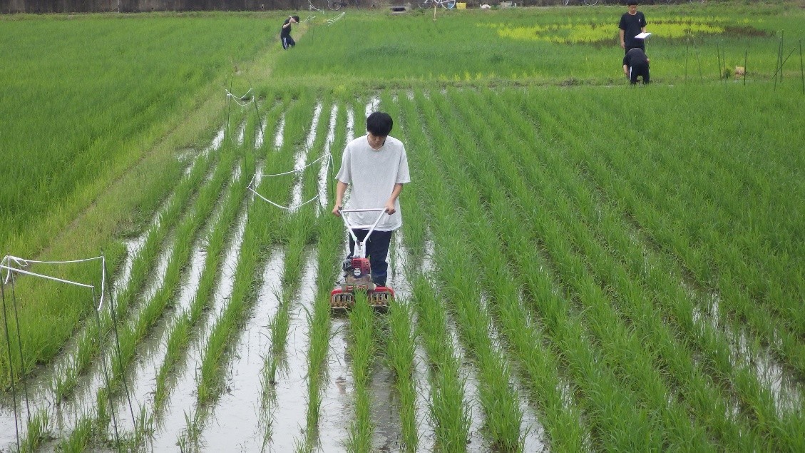 酒米圃場の除草