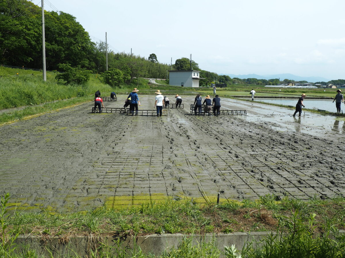 植え付けの準備