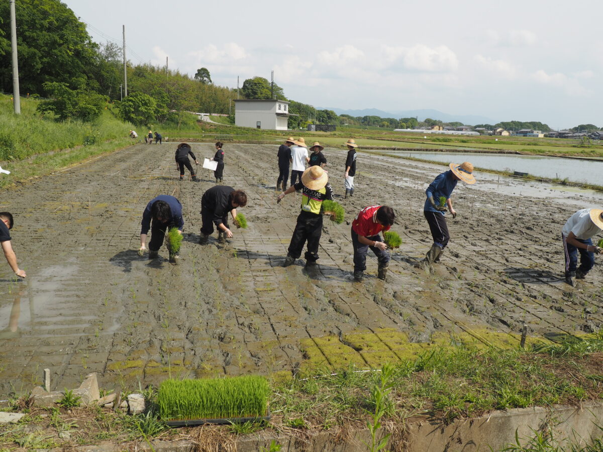 田植え1