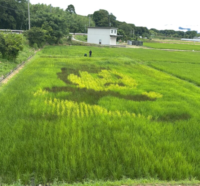 田んぼアート