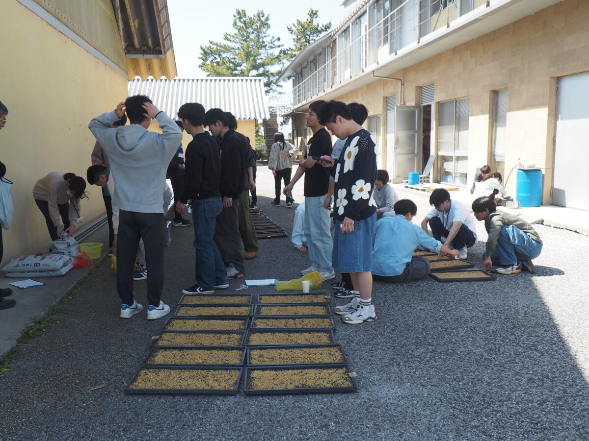 苗箱づくり