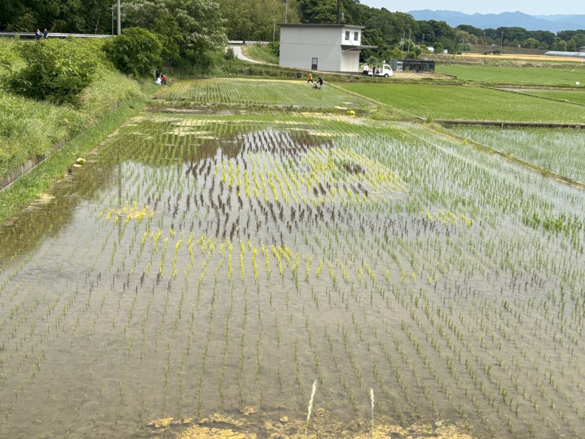 田んぼアート