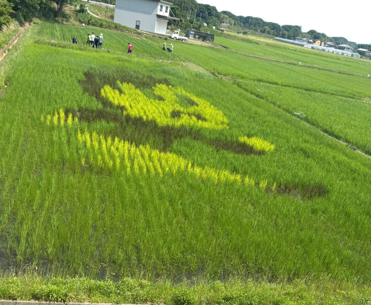 田んぼアート
